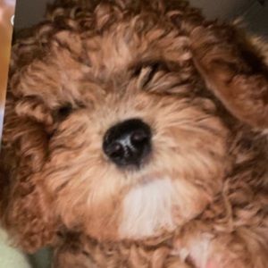 Meet your Posher, Ellie